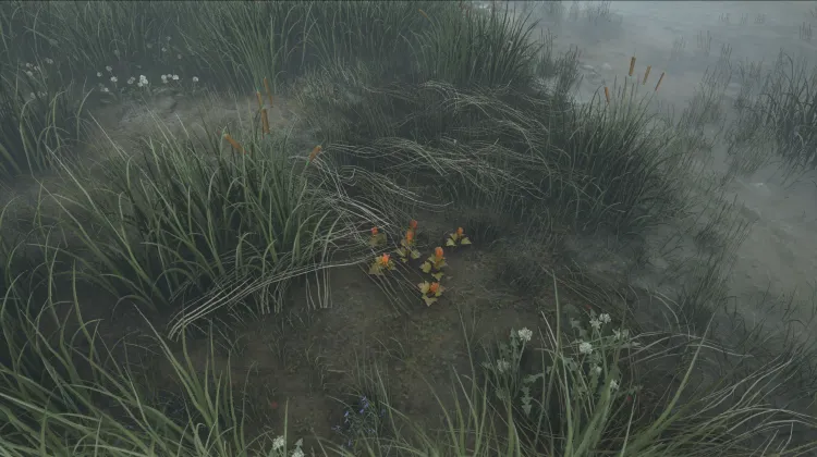 Mora de los pantanos