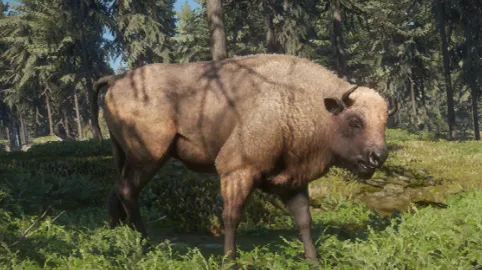 European Bison
