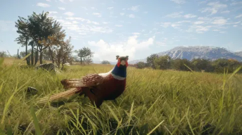 Ring-Necked Pheasant