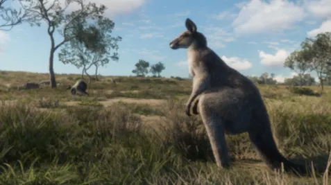 Eastern Gray Kangaroo