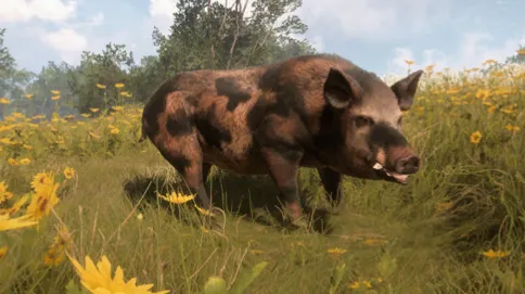Feral Pig