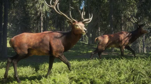 Red Deer