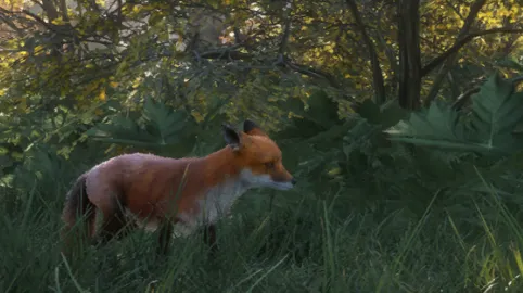 Red Fox