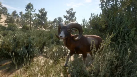 Iberian Mouflon