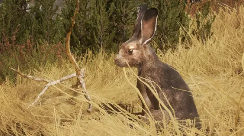 White-tailed Jackrabbit