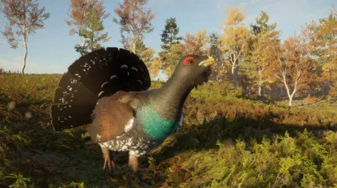 Western Capercaillie