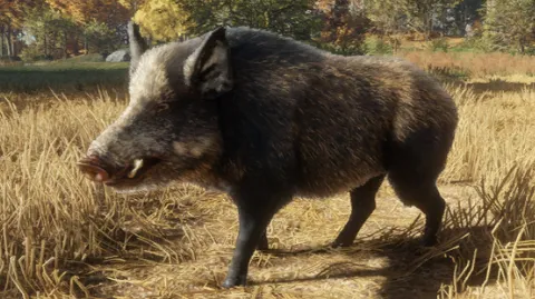 Wild Boar