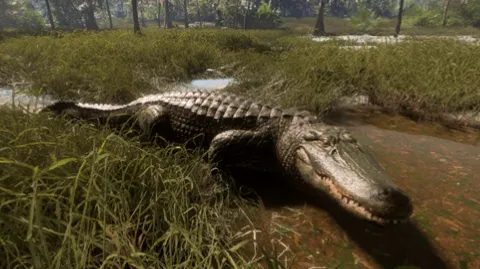 American Aligator