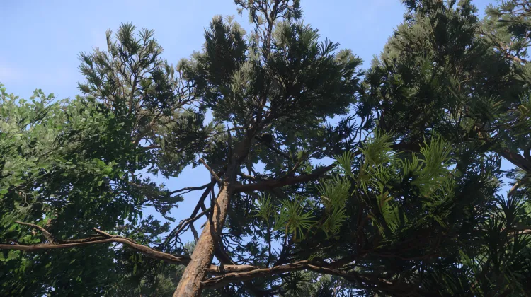 Sous-catégorie sans titre