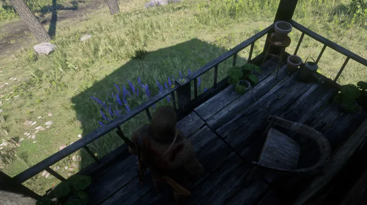 Flora of North America - Card #11