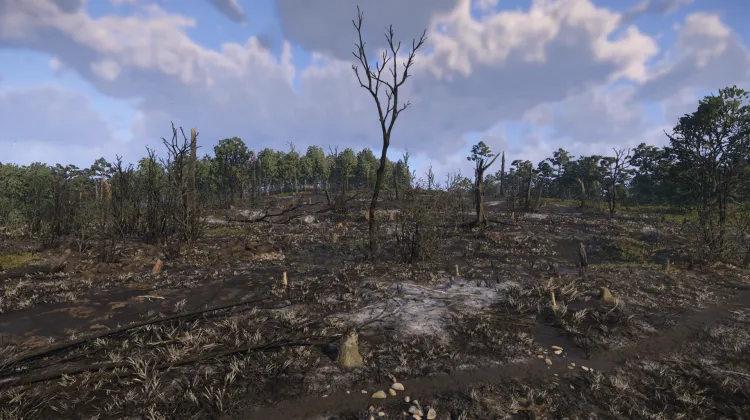 Niedergebrannter Wald