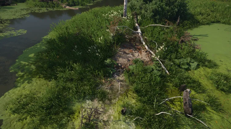 Squelette dans les marécages