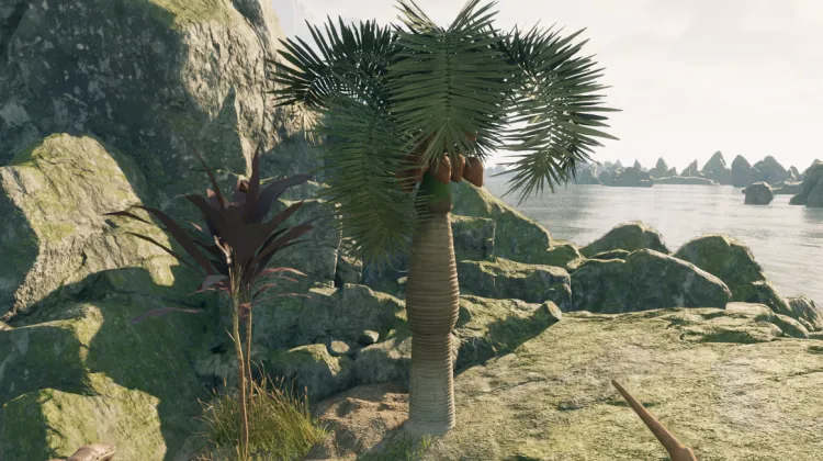 หินปาล์ม