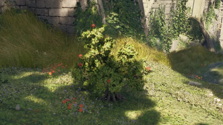 สปริงเบอร์รี่