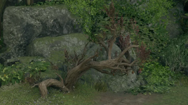 เมลอนหัวใจสลาย