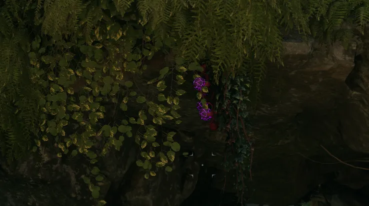 Baccello dell'Anima Dimenticata