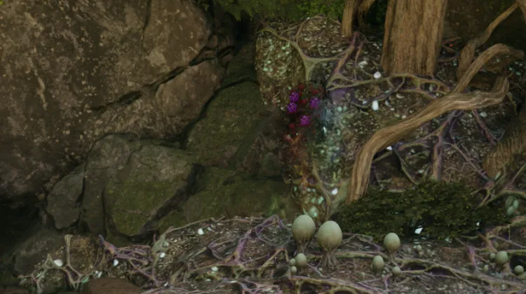 Baccello dell'Anima Dimenticata