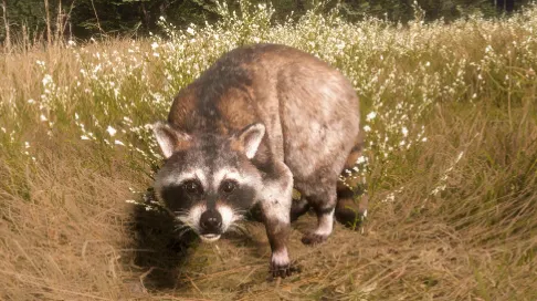 Common Raccoon