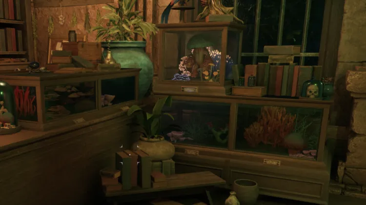 Champignons Colorés