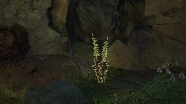 हाइलिया का पंजा