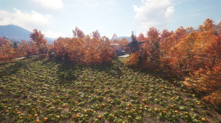 Gilman Pumpkin Fields