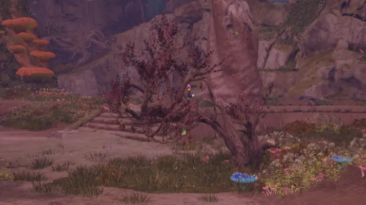 Melone Cuoresanguinario