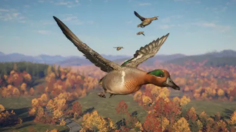 Green Winged Teal