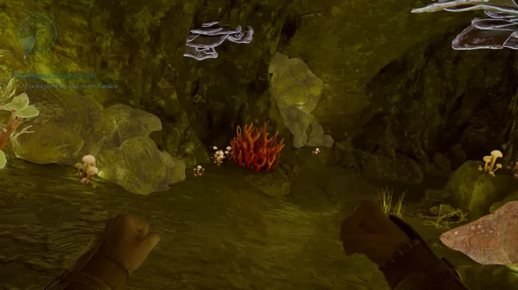 ปะการังถ้ำ