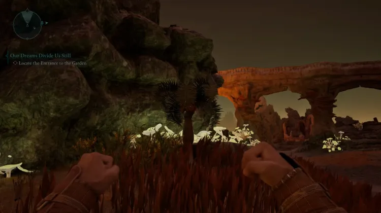 หินปาล์ม