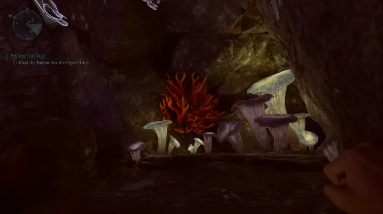 ปะการังถ้ำ