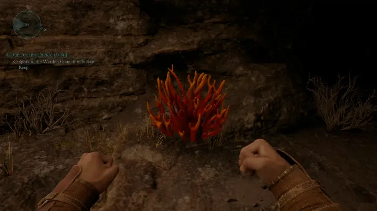 ปะการังถ้ำ