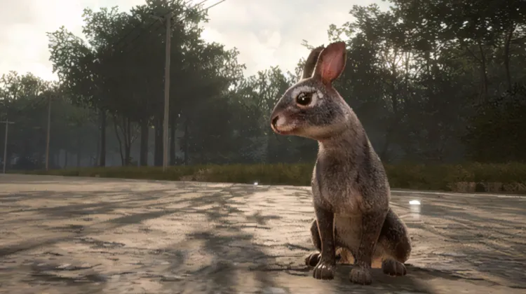 Lapin à queue blanche de l'Est