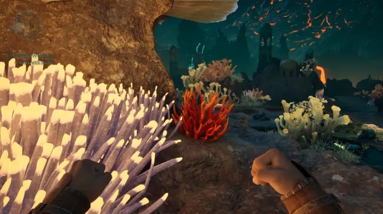 ปะการังถ้ำ