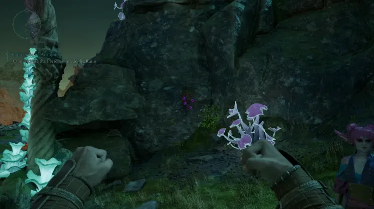 Baccello dell'Anima Dimenticata