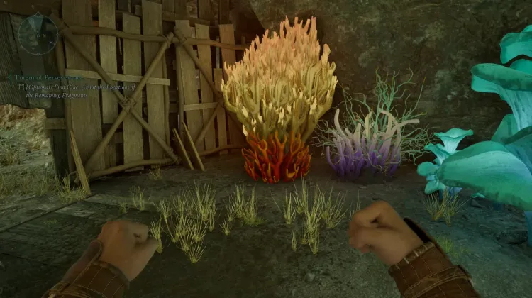 ปะการังถ้ำ