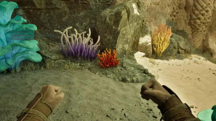 ปะการังถ้ำ