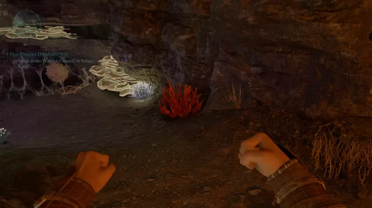 ปะการังถ้ำ