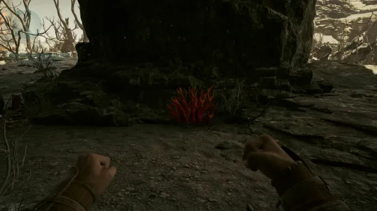 ปะการังถ้ำ