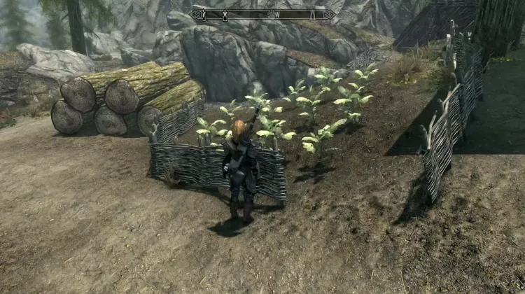 Potato Plant and Leek