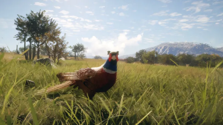 Ring-Necked Pheasant