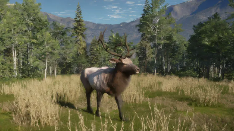 Rocky Mountain Elk