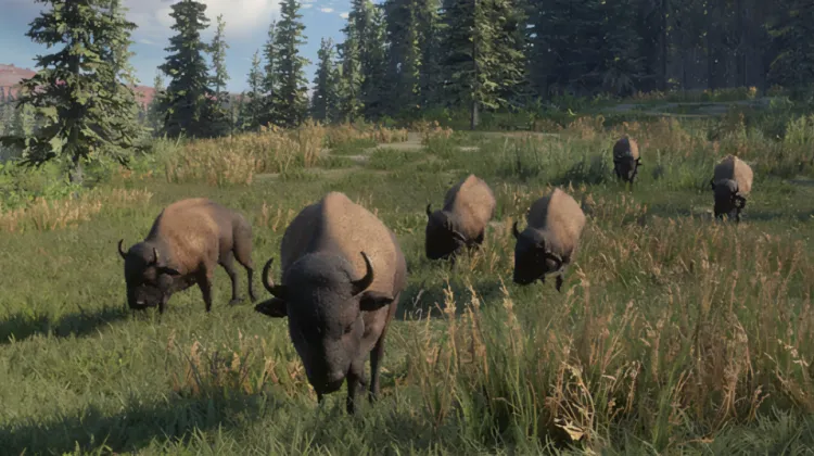 Plains Bison