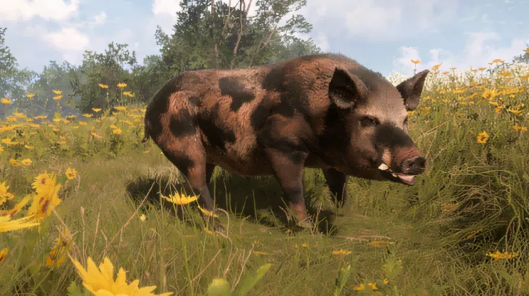 Feral Pig