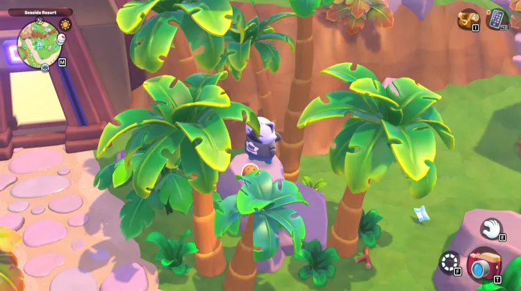 ต้นมะพร้าว