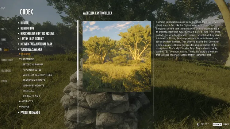 Vachellia Xanthophloea