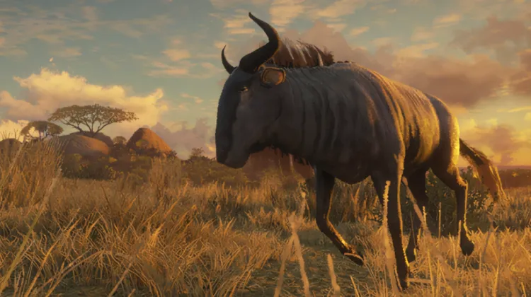 Blue Wildebeest
