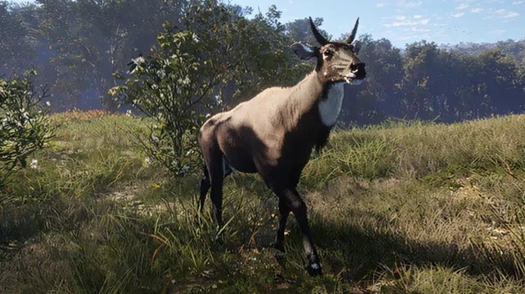 Nilgai