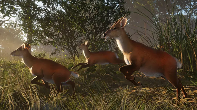 Northern Red Muntjac