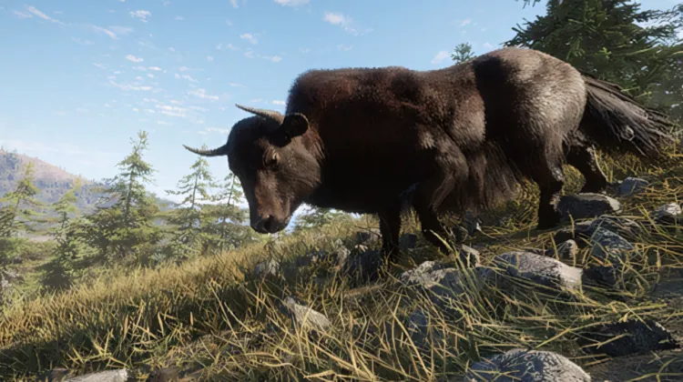Wild Yak