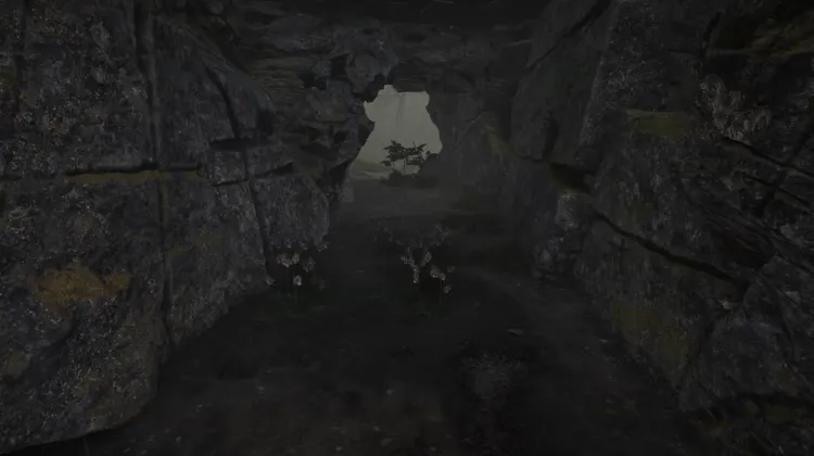 Aconit tue-loup (5x)